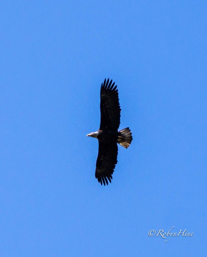 Eagles live in the Coburg Hills.  (c) Robyn Hine.  Used with permission.