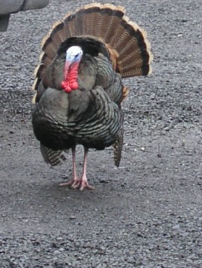 Turkey Pic