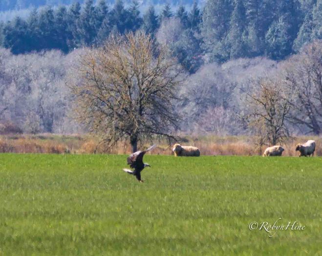 (c) Robyn Hine.  Used with permission.