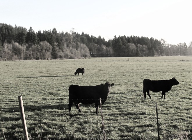 Cows and horses too.