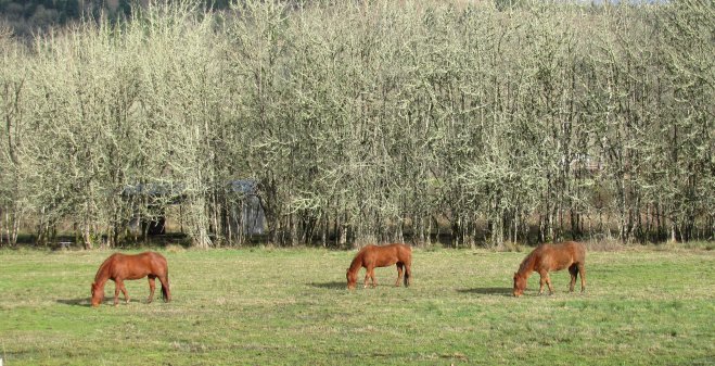 Country property is popular with the horsey set.