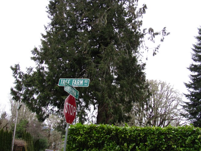 Tree Farm Road sign.