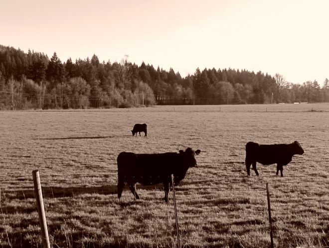 Hobby farms are popular in the country.