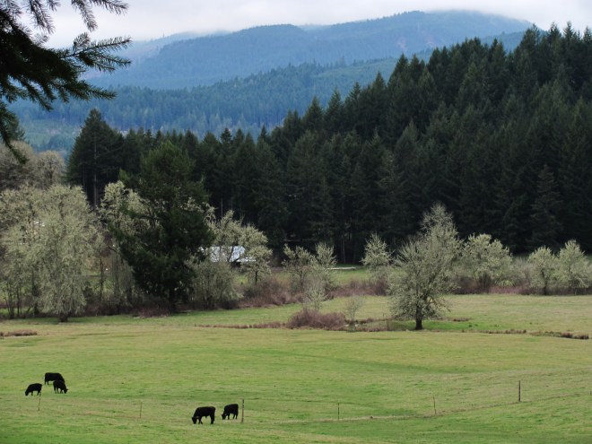 Pastoral views are common along Tree Farm Road.