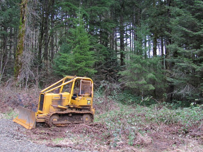 A few signs of logging are still present.