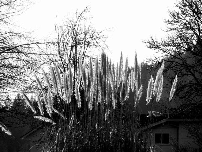 Ornamental grass photo, Mohawk Valley, Lane County, Oregon