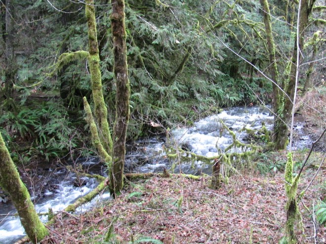 The actual Parsons Creek