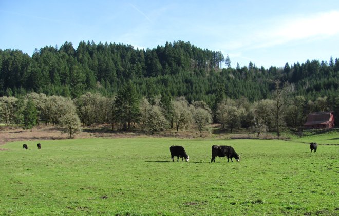 Grazing cows are common along Camp Creek.