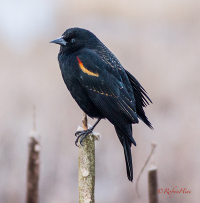 (c) Robyn Hine.  Used with permission.